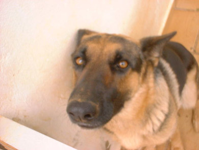 O cão que chupa manga